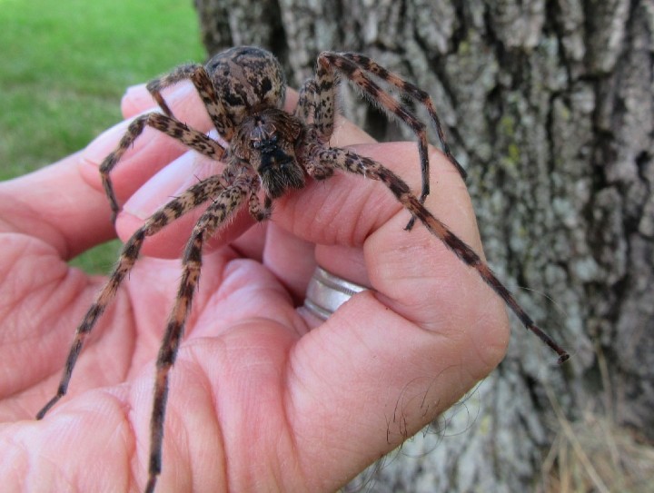 Dark Fishing Spider